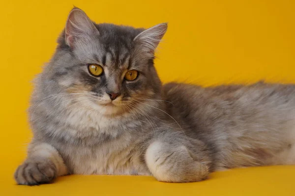 Gato Brincalhão Fofo Cinza Com Olhos Amarelos Fundo Amarelo Close — Fotografia de Stock