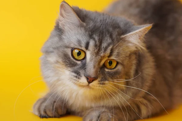 Grå Fluffig Lekfull Katt Med Gula Ögon Gul Bakgrund Närbild — Stockfoto