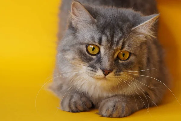 Graue Flauschige Verspielte Katze Mit Gelben Augen Auf Gelbem Hintergrund — Stockfoto