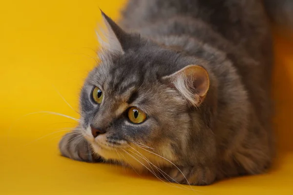 Graue Flauschige Verspielte Katze Mit Gelben Augen Auf Gelbem Hintergrund — Stockfoto