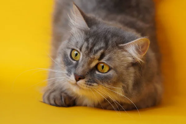 Grå Fluffig Lekfull Katt Med Gula Ögon Gul Bakgrund Närbild — Stockfoto