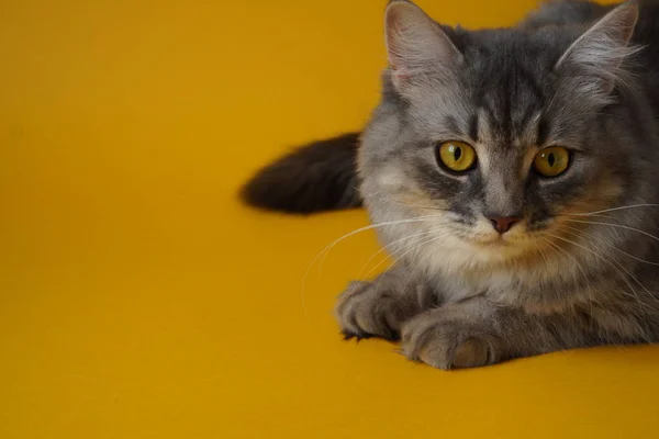 Grå Fluffig Lekfull Katt Med Gula Ögon Gul Bakgrund Närbild — Stockfoto