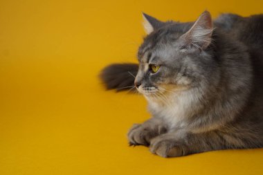 Sarı arka planda sarı gözlü gri tüylü oyuncu kedi. Yakın plan, boşluğu kopyala.