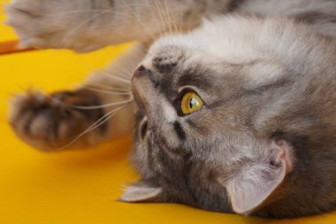 Sarı arka planda sarı gözlü gri tüylü oyuncu kedi. Yakın plan, boşluğu kopyala.