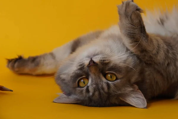 Grå Fluffig Lekfull Katt Med Gula Ögon Gul Bakgrund Närbild — Stockfoto