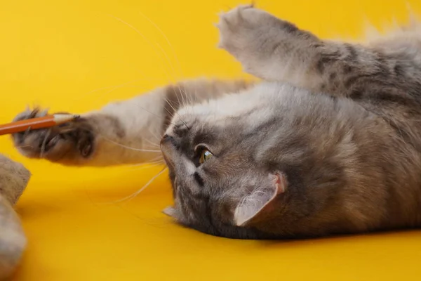 Chat Ludique Pelucheux Gris Avec Des Yeux Jaunes Sur Fond — Photo