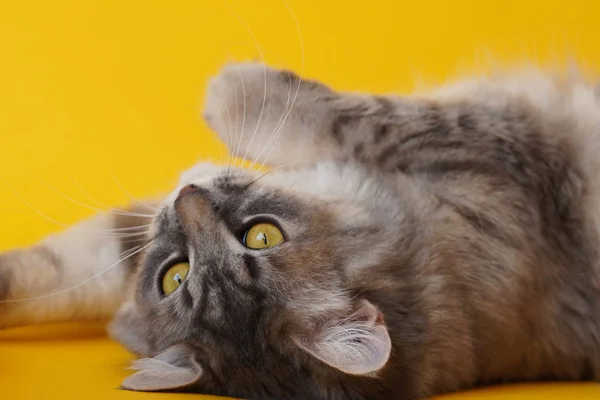 Graue Flauschige Verspielte Katze Mit Gelben Augen Auf Gelbem Hintergrund — Stockfoto