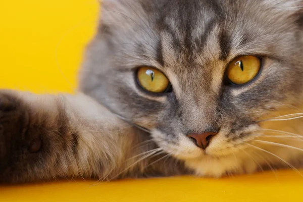 Šedá Načechraná Hravá Kočka Žlutýma Očima Žlutém Pozadí Zblízka Kopírovací — Stock fotografie