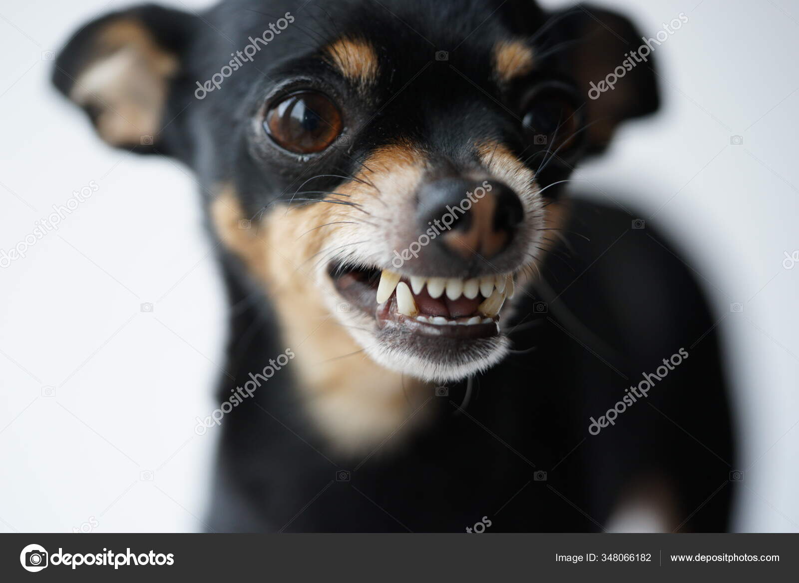 Close Angry Little Black Dog Toy Terrier Breed White Background Stock