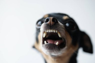 Close-up angry little black dog of toy terrier breed on a white background.Macro photo,selective focus. clipart