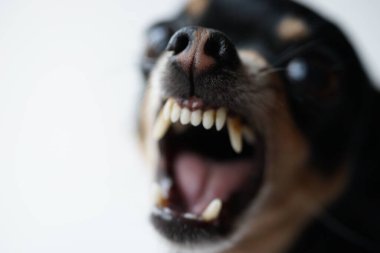 Oyuncak Teriyer 'in kızgın küçük köpeği beyaz bir arka planda ürer. Makro fotoğraf, seçici odaklanma..