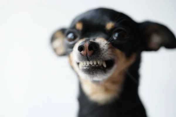 特写愤怒的小黑狗玩具宠物狗在白色背景下繁殖 宏观照片 有选择的焦点 — 图库照片