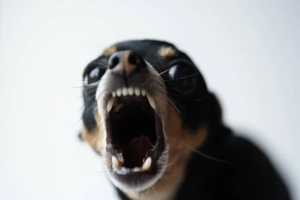 Close Dühös Kis Fekete Kutya Játék Terrier Fajta Fehér Háttérben — Stock Fotó