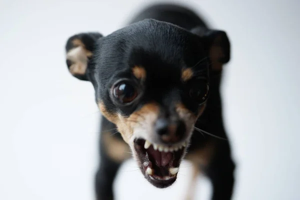 Detailní Rozzlobený Malý Černý Pes Hračkářského Teriéra Plemene Bílém Pozadí — Stock fotografie