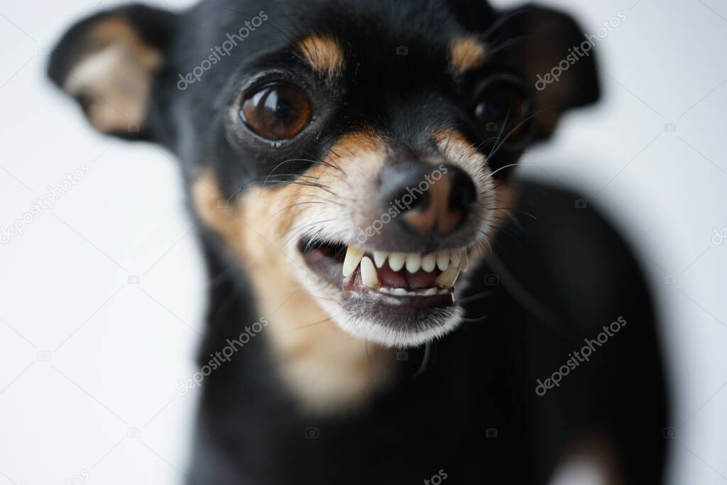 Close-up angry little black dog of toy terrier breed on a white background.Macro photo,selective focus.