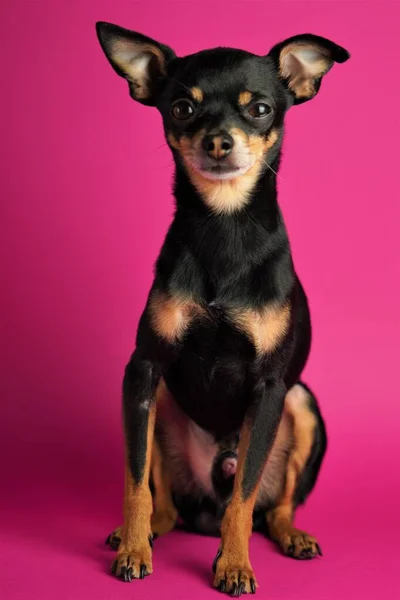 Oyuncak Terrier Cinsinin Güzel Küçük Siyah Köpeği Parlak Pembe Bir — Stok fotoğraf