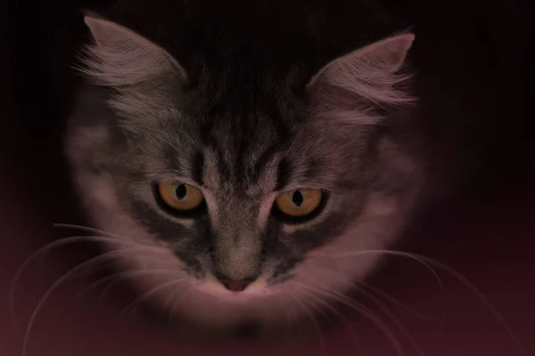 Siyah Arka Planda Sarı Gözlü Gri Tüylü Oyuncu Kedi Boşluğu — Stok fotoğraf