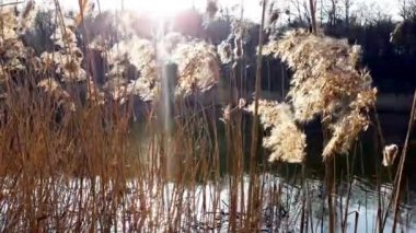 Kuru sazlıklar gölde sallanıyor rüzgarda gün batımında. Kuru sazlıkların arasında akşam güneşinden gelen suda parlıyor..