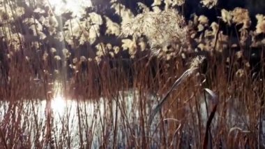 Kuru sazlıklar gölde sallanıyor rüzgarda gün batımında. Kuru sazlıkların arasında akşam güneşinden gelen suda parlıyor..