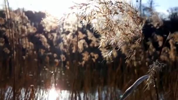 Roseaux Secs Sur Lac Balancer Dans Vent Dans Coucher Soleil — Video