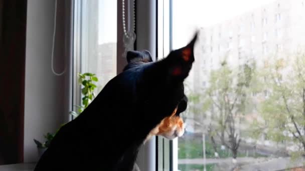 Small Cute Black Dog Toy Terrier Breed Sist Sad Window — Stock Video