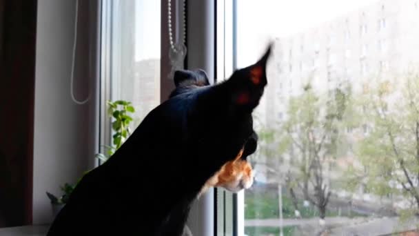 Mały Uroczy Czarny Pies Rasy Toy Terrier Nadal Smutne Przez — Wideo stockowe