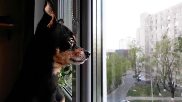 Small Cute Black Dog Toy Terrier Breed Sist Sad Window — стоковое видео