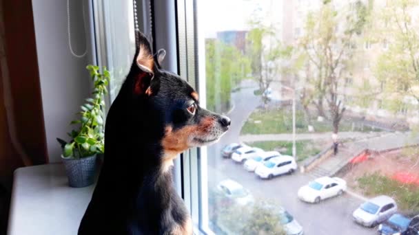 Piccolo Cane Nero Carino Della Razza Toy Terrier Sist Triste — Video Stock