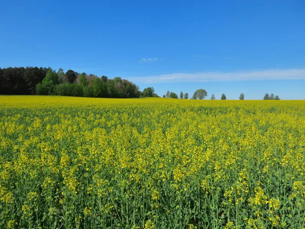 Landschaft Mit Blühenden Gelben Blumen Auf Einem Rapsfeld — Stockfoto