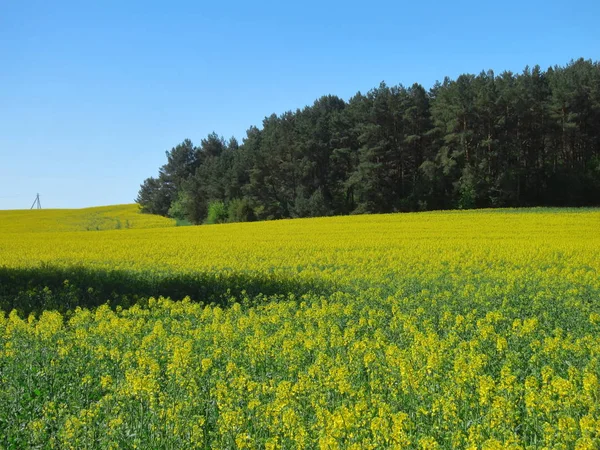 Paisaje Con Flores Amarillas Florecientes Campo Violación — Foto de Stock