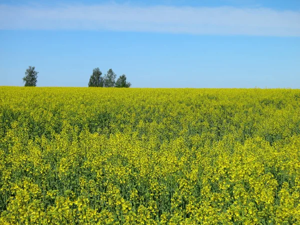 Paisaje Con Flores Amarillas Florecientes Campo Violación — Foto de Stock