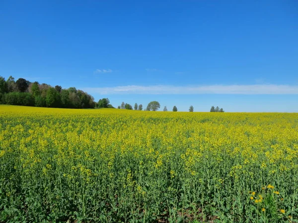 Landscape Blooming Yellow Flowers Rape Field — Stock Photo, Image