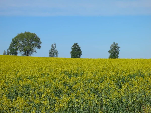 Paisaje Con Flores Amarillas Florecientes Campo Violación —  Fotos de Stock