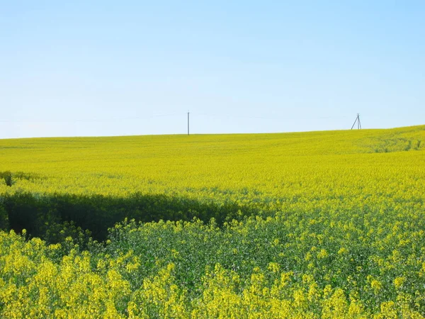 Krajina Žlutého Kvetoucího Řepkového Pole Proti Slunné Modré Obloze — Stock fotografie
