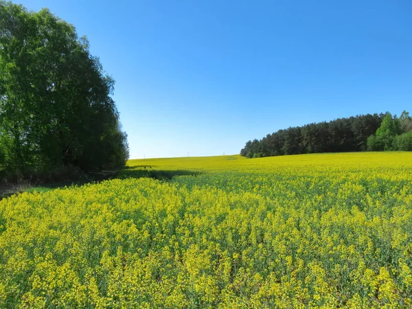 Landschaft Eines Gelb Blühenden Rapsfeldes Vor Sonnigem Blauen Himmel — Stockfoto