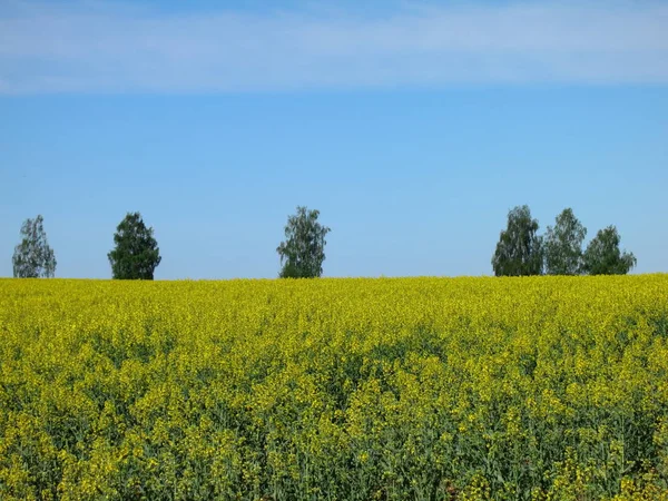 Paisaje Con Flores Amarillas Florecientes Campo Violación — Foto de Stock