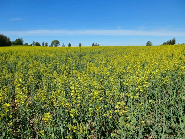 Paisaje Con Flores Amarillas Florecientes Campo Violación — Foto de Stock