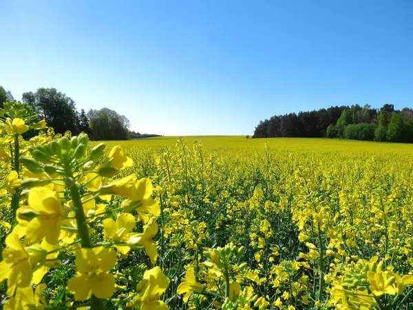 Krajina Žlutého Kvetoucího Řepkového Pole Proti Slunné Modré Obloze — Stock fotografie