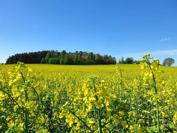 在阳光灿烂的蓝天下 黄花油菜地的景观 — 图库照片