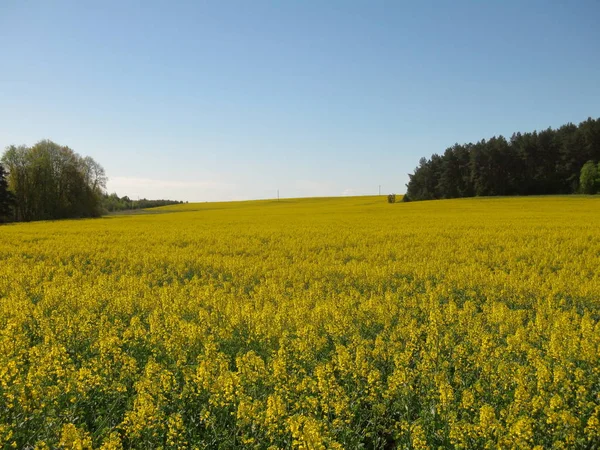 Landschaft Mit Blühenden Gelben Blumen Auf Einem Rapsfeld — Stockfoto