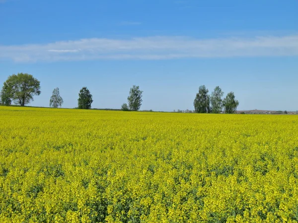 Landscape Blooming Yellow Flowers Rape Field — Stock Photo, Image