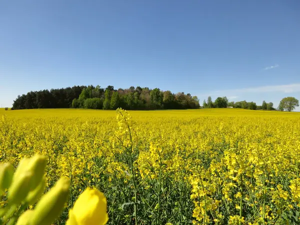 Krásná Krajina Lesem Mezi Kvetoucí Žluté Řepky Květiny Slunečný Den — Stock fotografie