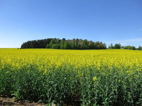 Landscape Blooming Yellow Flowers Rape Field — Stock Photo, Image