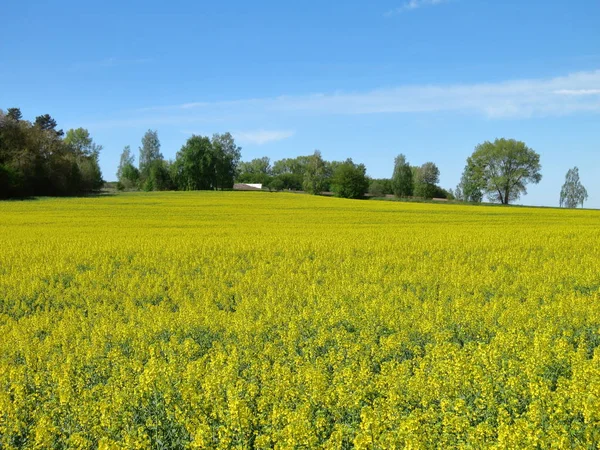 Beautiful Landscape Forest Blooming Yellow Rape Flowers Sunny Day Blue — Stock Photo, Image