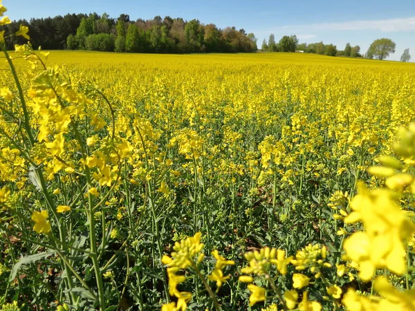 Beautiful Background Yellow Rape Flowers — Stok fotoğraf