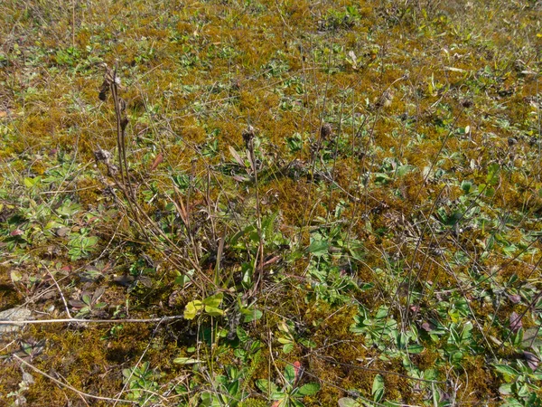 Fondo Musgo Con Plantas Pantano Arena —  Fotos de Stock