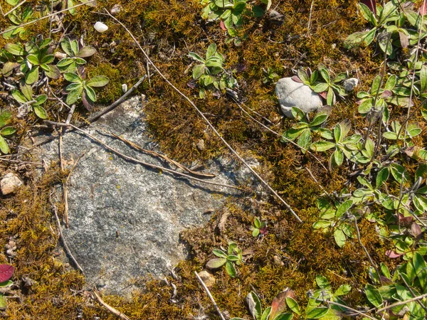 Background of moss growing on a granite stone with swamp plants in the sand