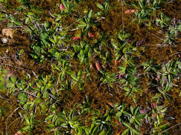 Bakgrund Mossa Med Träsk Växter Sanden — Stockfoto