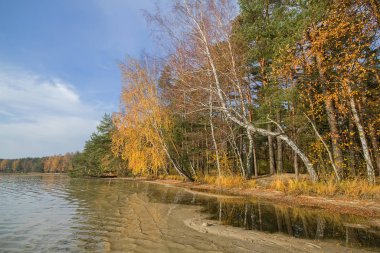Belarus ormanlarında altın sonbahar. Bu zamanlarda orman özellikle çok güzeldir ve eğer ormanda göller varsa yürümek ve dinlenmek için ideal bir yerdir..