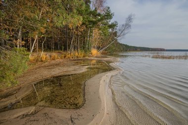 Belarus ormanlarında altın sonbahar. Bu zamanlarda orman özellikle çok güzeldir ve eğer ormanda göller varsa yürümek ve dinlenmek için ideal bir yerdir..